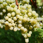 Vinič hroznorodý Cabernet Blanc strapec plody hrozná biely vinič biele hrozno
