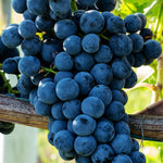 Vinič hroznorodý Cabernet Cortis plody strapec červený vinič červené hrozno