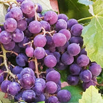 Vinič hroznorodý Isabella strapec plody vinič červený hrozno červené