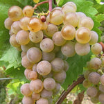 Vinič hroznorodý Malverina plody strapec vinič biely hrozno biele