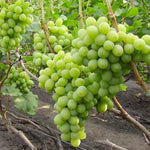 Vinič hroznorodý Novyj Podarok Zaporožiu plody strapec hrozno vinič biely hrozno biele