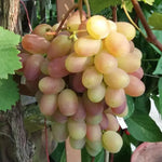 Vinič hroznorodý Preobraženie strapec plody biely vinič