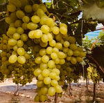 Vinič hroznorodý Viktória detail plody