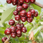 višňa meteor korai plody detail