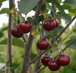 višňa Morela neskorá červené plody Prunus cerasus