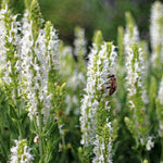 Yzop lekársky Albus biele kvety
OTYZLEKALK