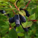 zemolez kamčatský Jugana Lonicera kamtschatica plody OKZKJUGK