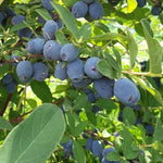 zemolez kamčatský Strawberry Sensation Lonicera kamtschatica
OKZKSTRSK