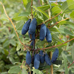 Zemolez kamčatský Vostorg lonicera kamtschatica OKZKVOSK