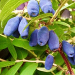 zemolez kamčatský wojtek plody lonicera kamschatica
OKZKWOJK