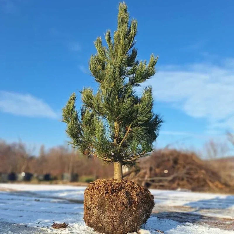 Vianočný stromček ako darček: Kedy a ako ho vysadiť