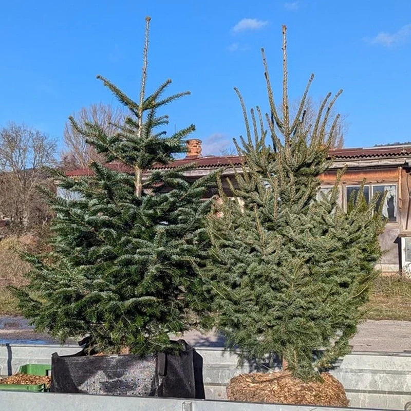 Vianočný stromček ako darček: Ako vybrať ten pravý k Vám