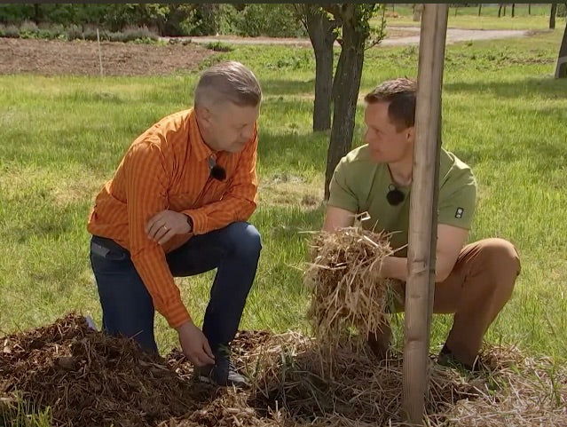 Mulčovanie ovocných stromov