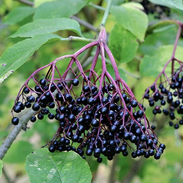 baza čierna Sambucus nigra čierne plody 