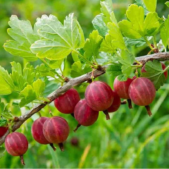 Ovocné kry