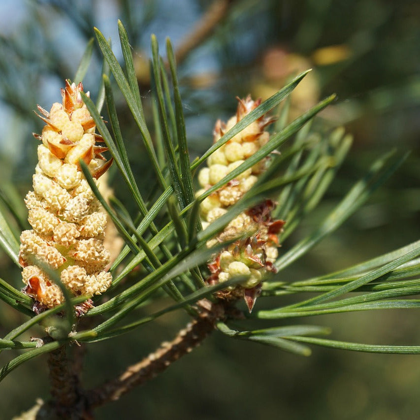 borovica lesná ihličie šišky pinus sylvestris