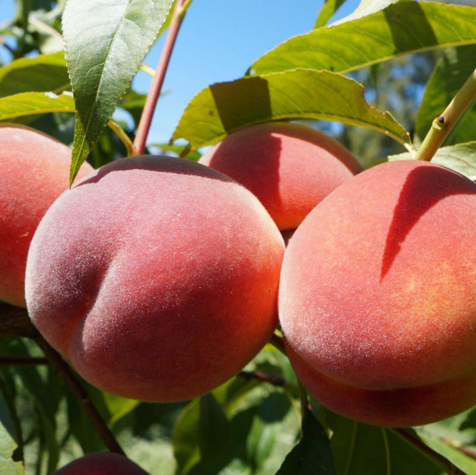 prunus persica broskyňa červenožlté žíhané plody 