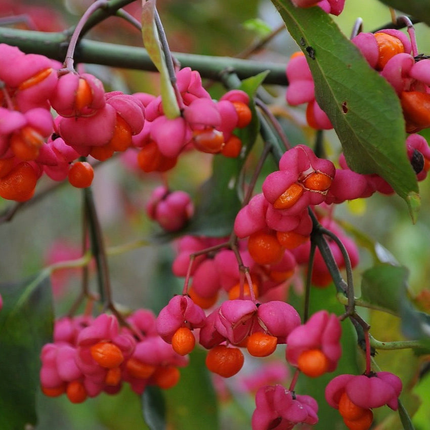 bršlen europsky kvety Euonymus europaeus