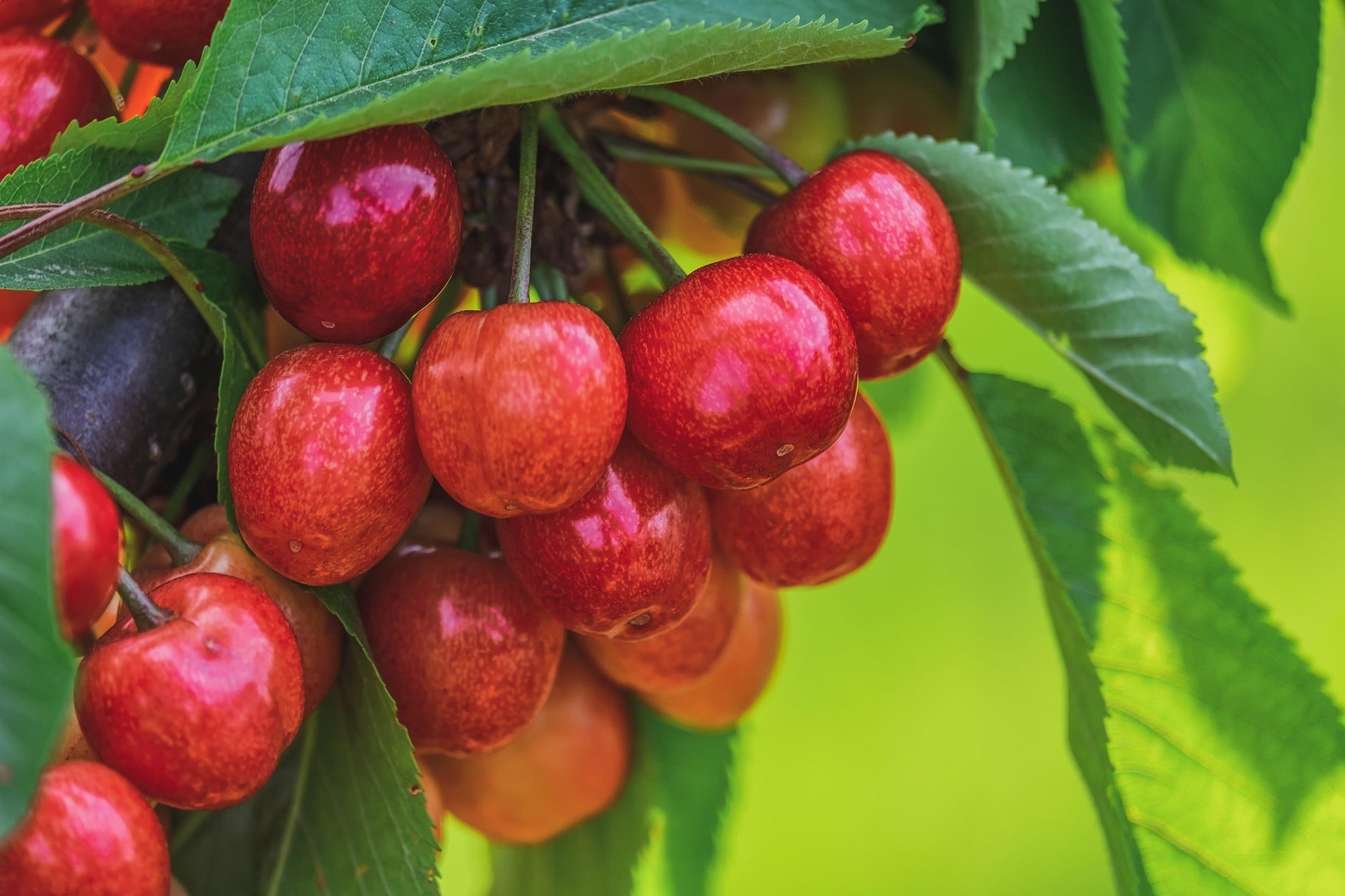 čerešňa Prunus avium červené plody 
