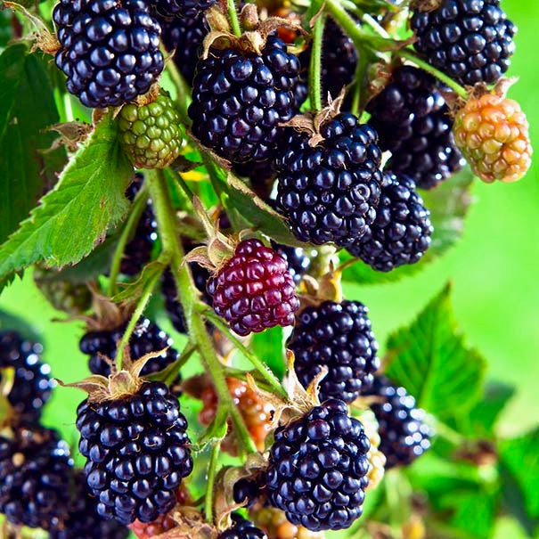 černica rubus fruticosus čierne plody 