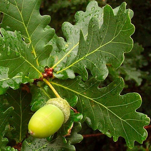 dub letný quercus robur 