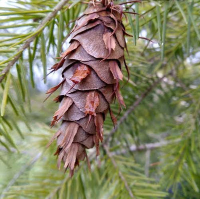 Duglaska