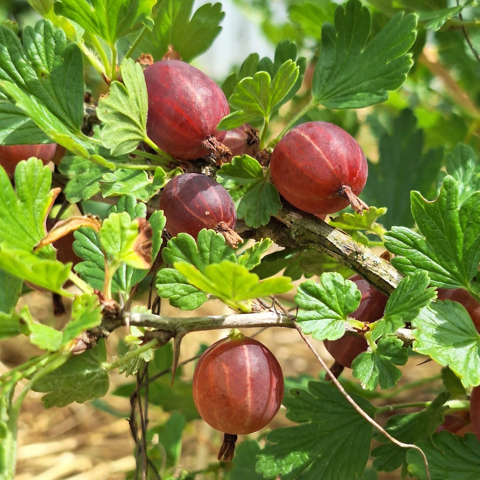 egreš ribes uva-crispa plody