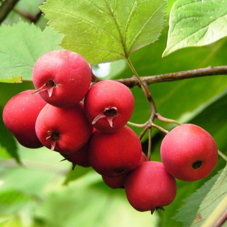 hloh crataegus plody 