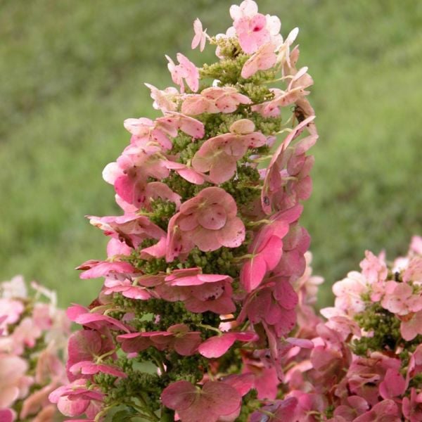 Hortenzia