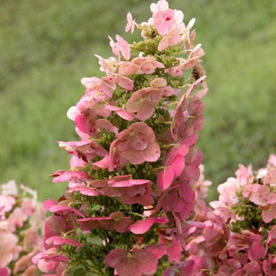 Hortenzia