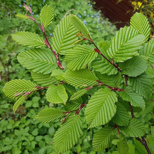 hrab obyčajný  Carpinus betulus