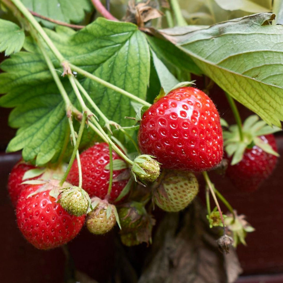 jahoda Fragaria ananassa červené plody 