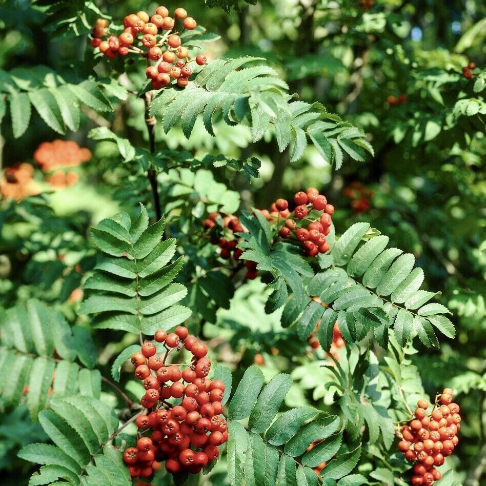 jarabina sorbus aucuparia plody