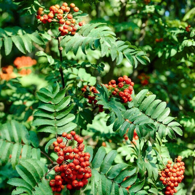 Jarabina