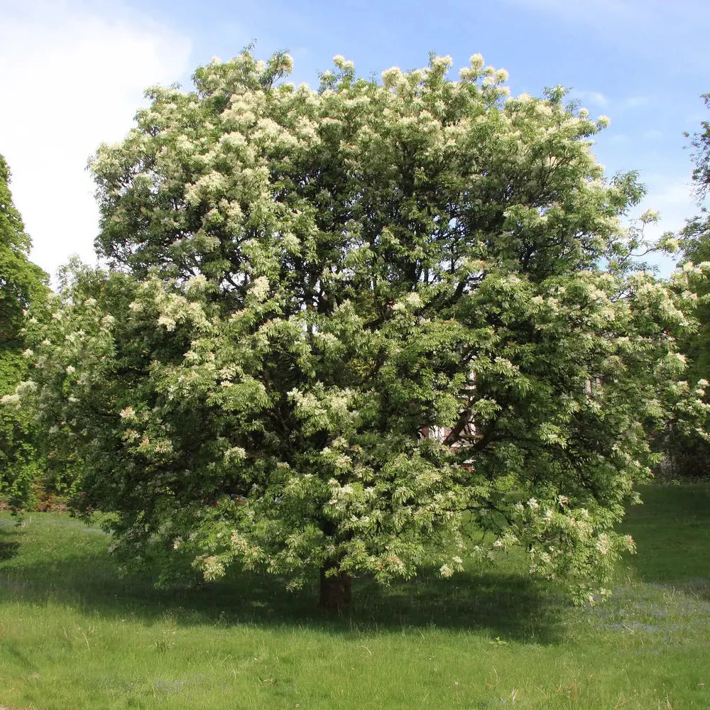 Jaseň mannový Fraxinus ornus strom 
