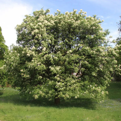 Jaseň
