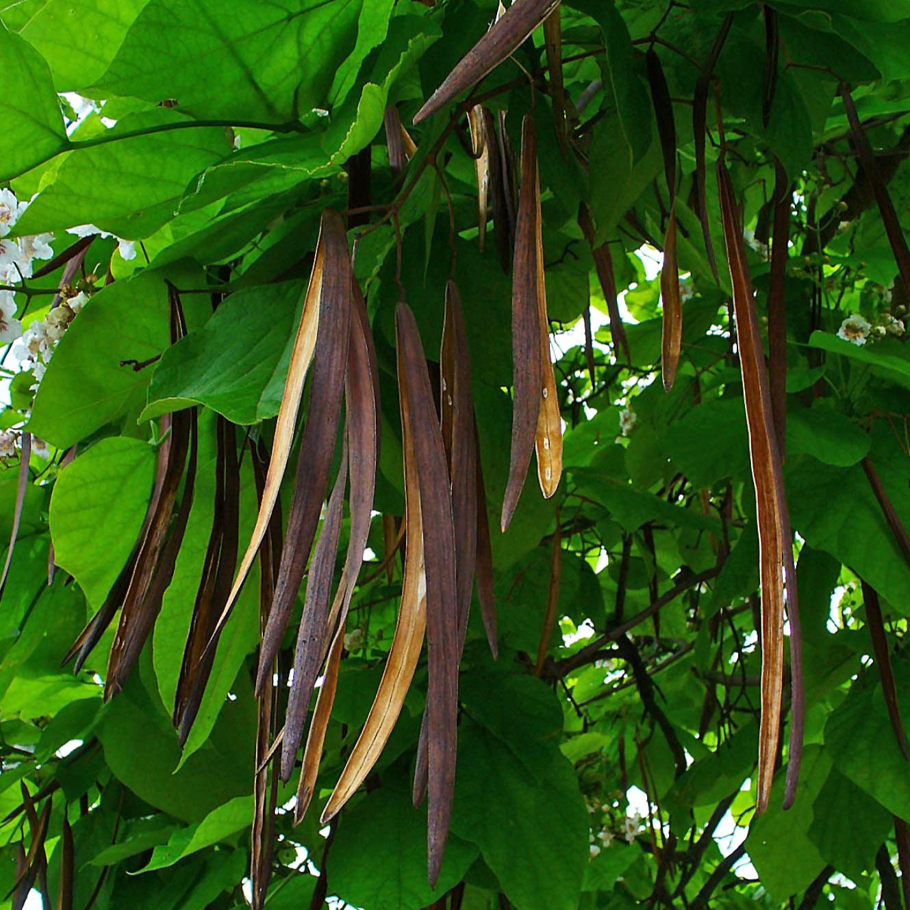 katalpa bignoniovita catalpa bignonioides 