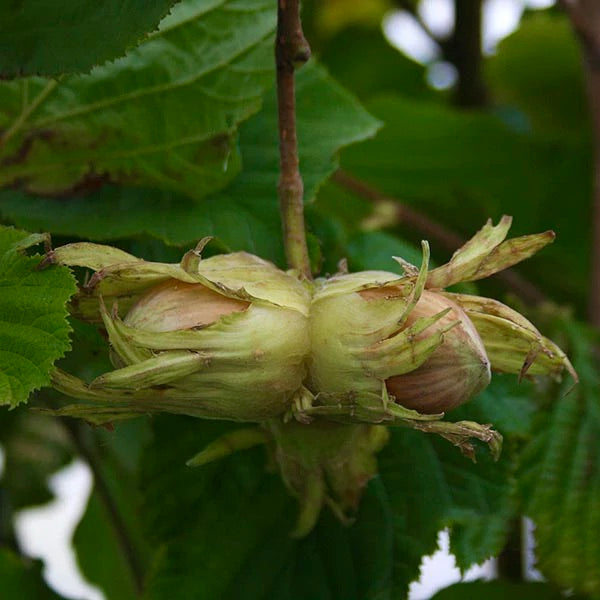 lieska plody corylus avellana