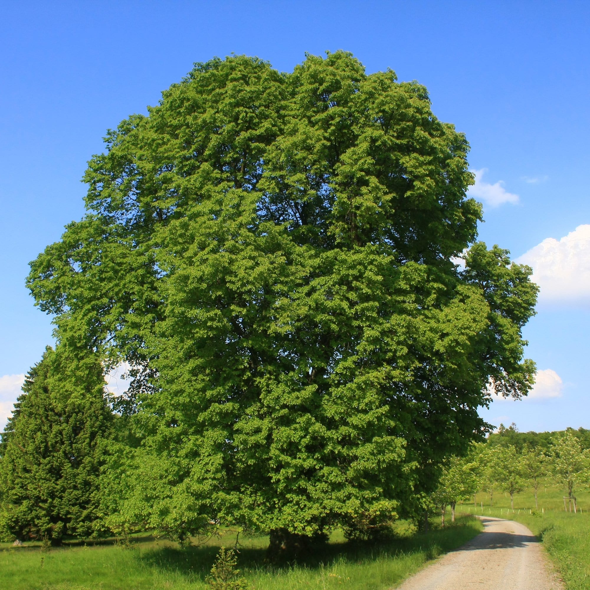 lipa veľkolistá strom tilia platyphyllos