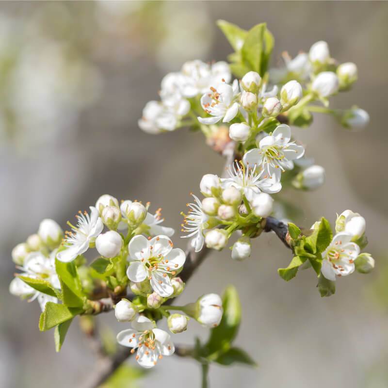 mahalebka prunus mahaleb 