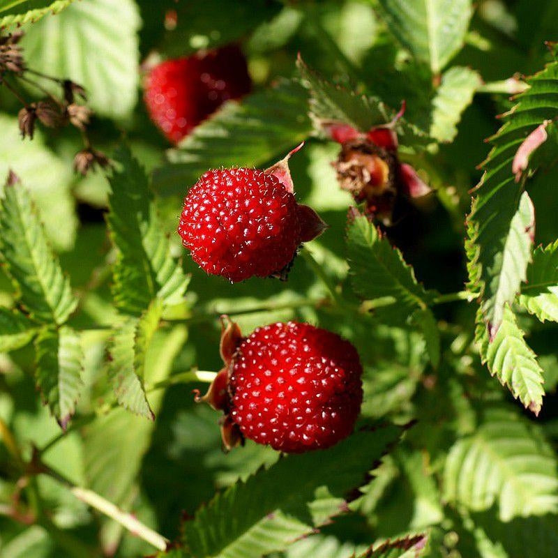 malinojahoda Rubus illecebrosus červené plody 