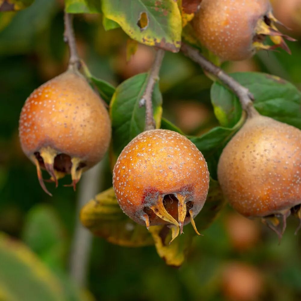 mišpula plody mespilus germanica 