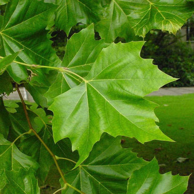 Platan