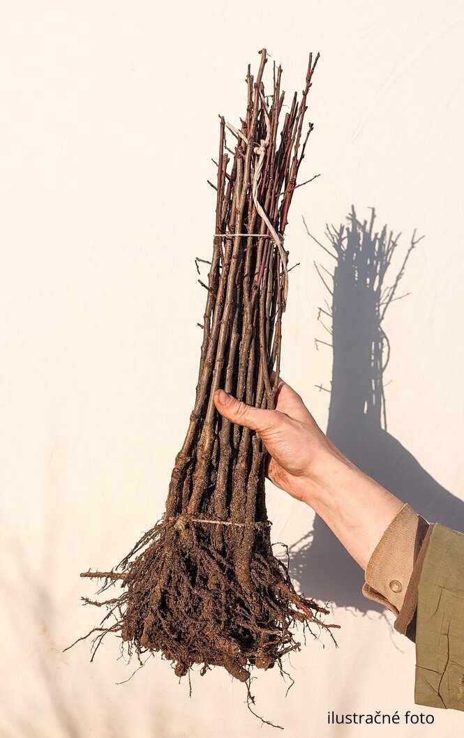 podpniky pre slivky a marhule rootstocks 