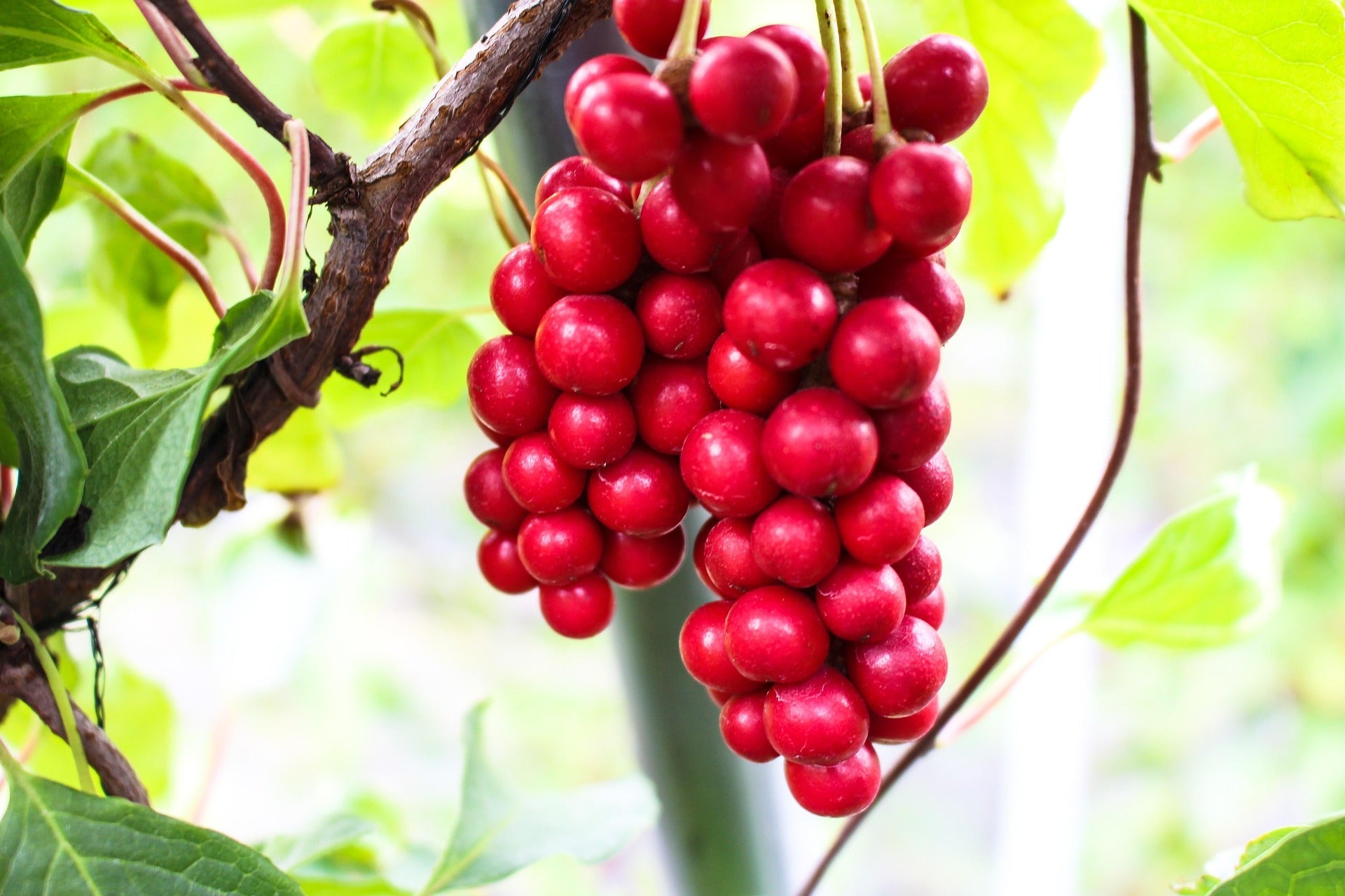 Schizandra
