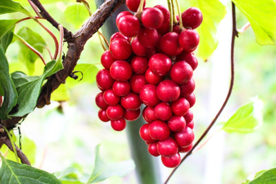 Schizandra