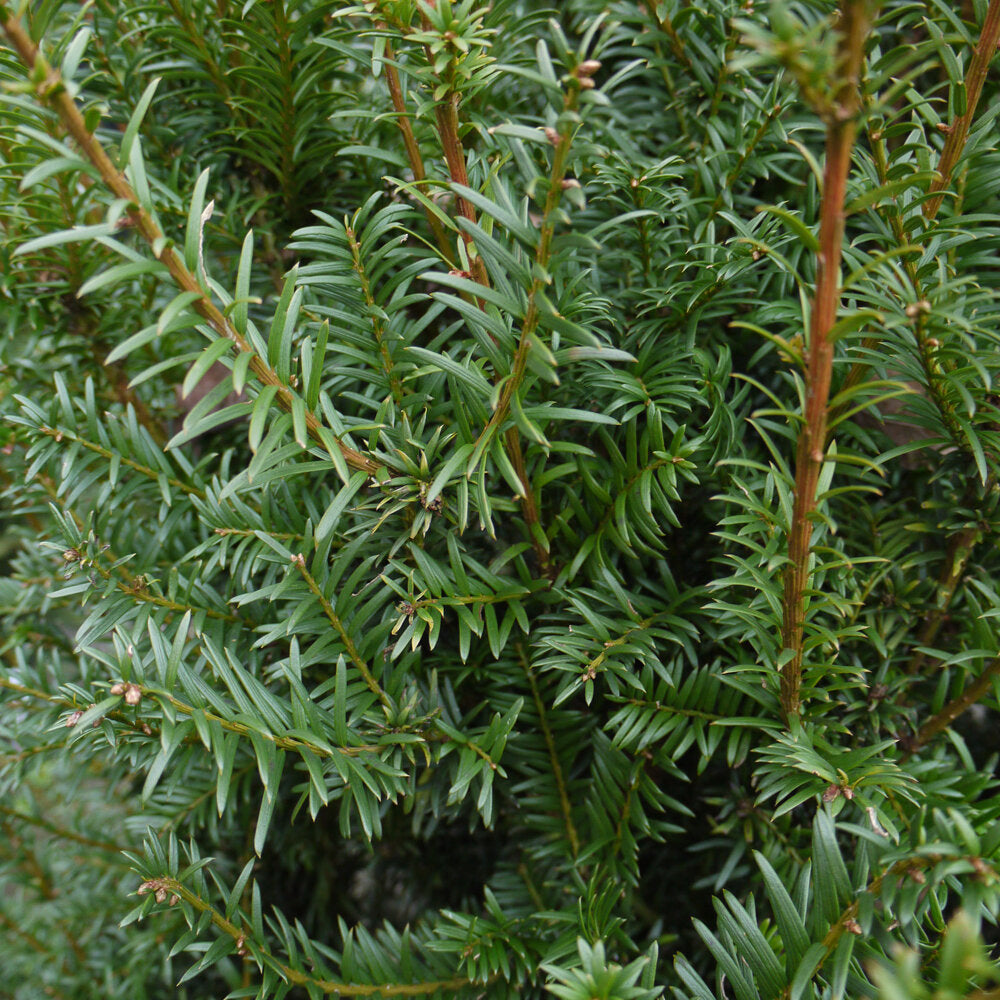 Tis obyčajny Taxus baccata
