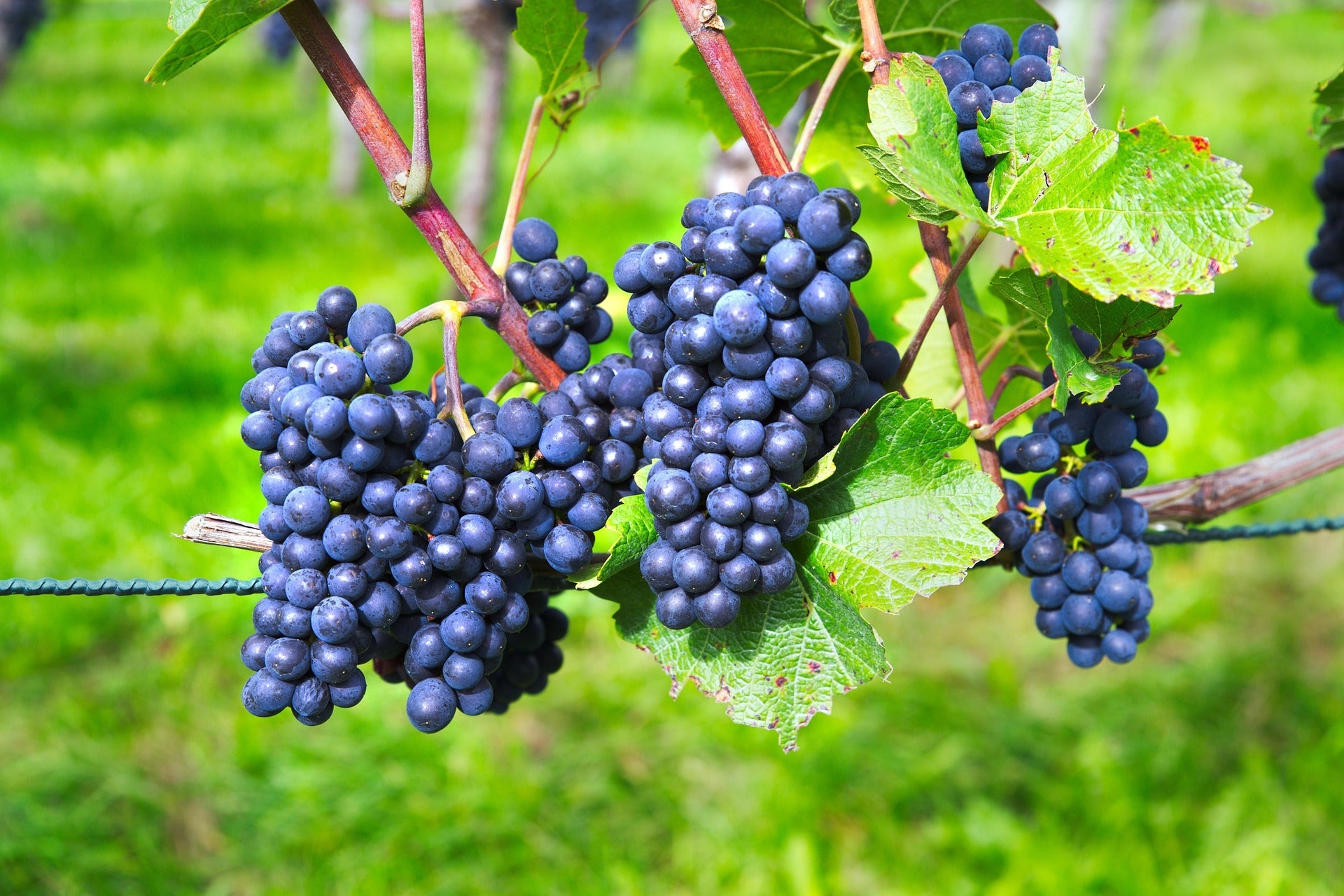 Vinič