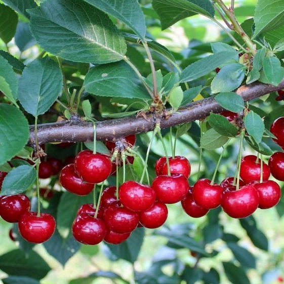 višňa Prunus cerasus červené plody 