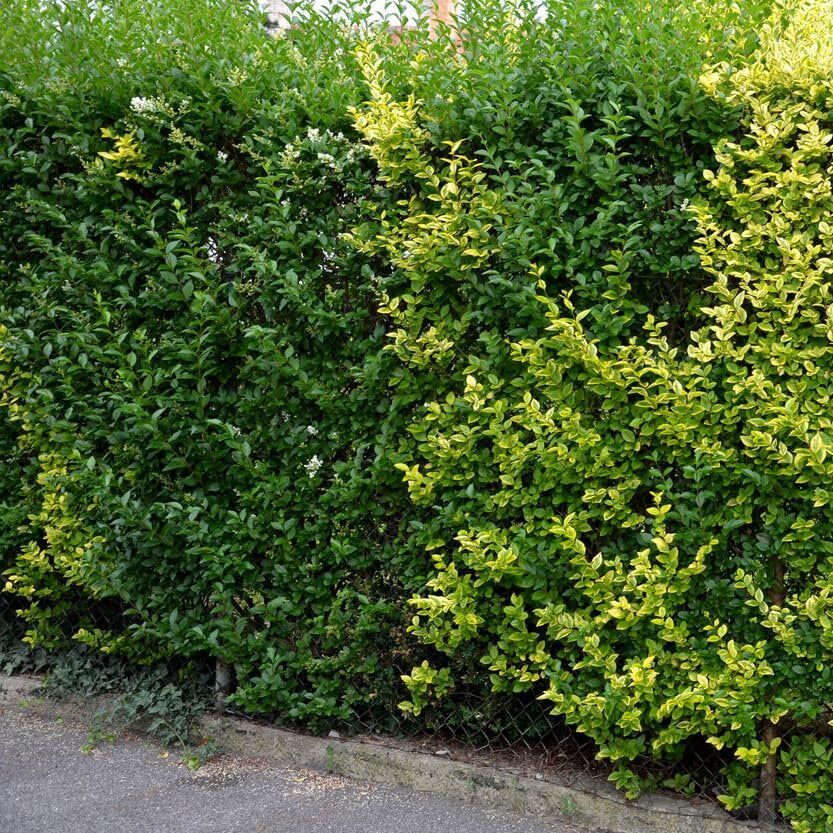 vtáčí zob živý plot Ligustrum vulgare